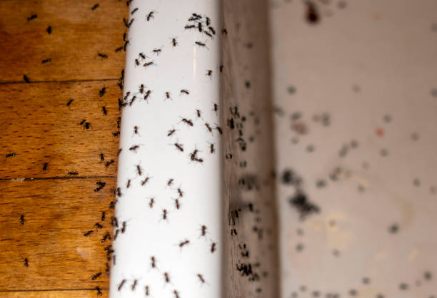 Wasp Removal Services in Shell Point, SC